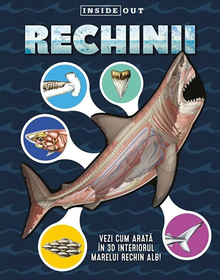 Rechinii