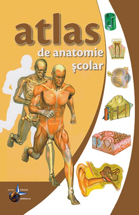 Atlas de anatomie scolar - Vlad Violeta